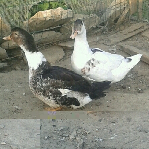 20150423_1853501429950082322.jpg 20150423_1853501429950082322.jpg