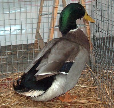 Questo è un maschio di anatra germanata veneta / germanataveneta.jpg germanataveneta.jpg