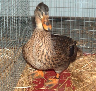 Questa invece è una femmina!!! / germanataveneta_f.jpg germanataveneta_f.jpg