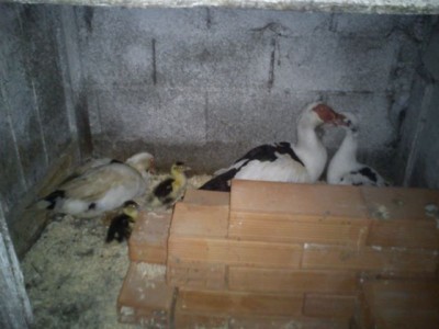 Appena arrivate / 2015-10-02 - Anatre 1 x.jpg 2015-10-02 - Anatre 1 x.jpg