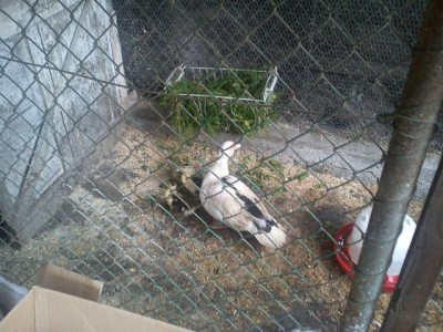 Mamma e piccoli 1 / 2015-10-03 - Anatre 1 x.jpg 2015-10-03 - Anatre 1 x.jpg