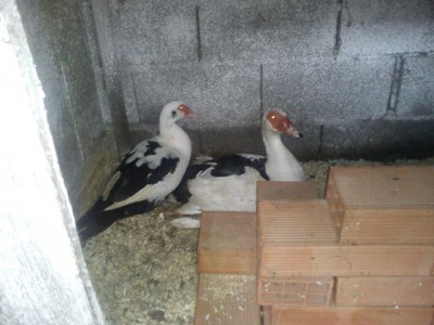 Papà e zia / 2015-10-03 - Anatre 9 x.jpg 2015-10-03 - Anatre 9 x.jpg