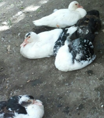 ECCOVI LA FOTO LUI/LEI È QUELLO/A IN ALTO A TUTTO / 2015-10-21 14.06.01.jpg 2015-10-21 14.06.01.jpg