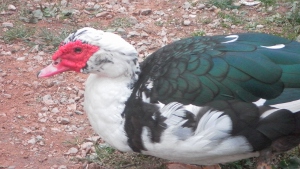 anatra muta maschio.jpg anatra muta maschio.jpg