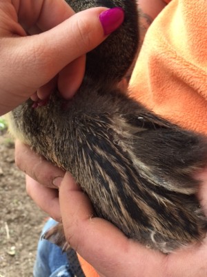 image1.JPG (140.6 KiB) Osservato 833 volte image1.JPG