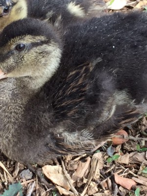 image2.JPG (176.54 KiB) Osservato 833 volte image2.JPG