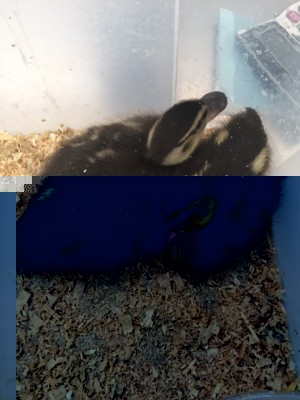 image1.JPG (135.32 KiB) Osservato 833 volte image1.JPG