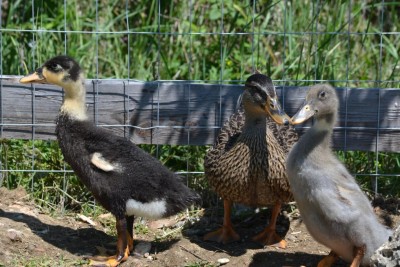 DSC_1011.JPG (132.4 KiB) Osservato 895 volte DSC_1011.JPG