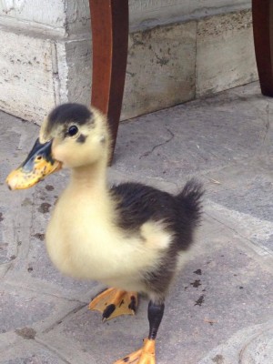 Anatroccolino 20 giorni / 13313500_1029574267090867_468016872_o.jpg 13313500_1029574267090867_468016872_o.jpg