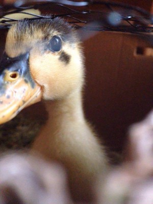 Anatroccolo curioso / 13318460_1029573817090912_1873190440_n.jpg 13318460_1029573817090912_1873190440_n.jpg