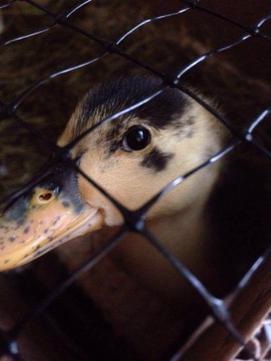 anatroccolo curioso la vendetta / 13318973_1029573797090914_1733677480_n.jpg 13318973_1029573797090914_1733677480_n.jpg