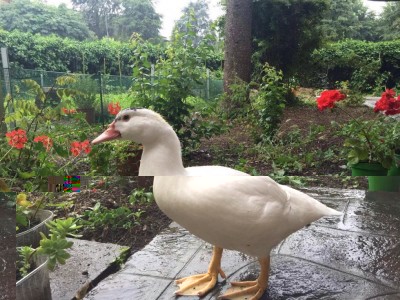 Anatra 2 mesi / 13313613_1029574037090890_2078389945_o.jpg 13313613_1029574037090890_2078389945_o.jpg