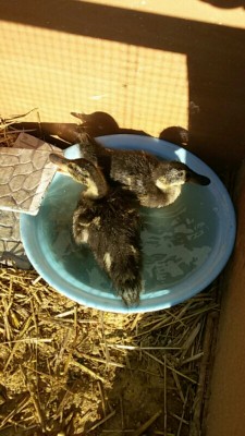 IMG_20160530_221146254.jpg (296.18 KiB) Osservato 931 volte IMG_20160530_221146254.jpg