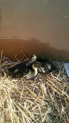 IMG_20160530_221230137.jpg (111.06 KiB) Osservato 931 volte IMG_20160530_221230137.jpg