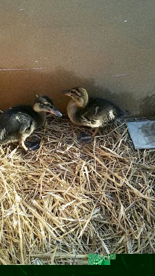 Germano reale.. Burro&Cacao.jpg (120.39 KiB) Osservato 931 volte Germano reale.. Burro&Cacao.jpg