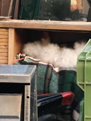 La foto è di due settimane fa, il piumino l'ha tolto con l'aumentare delle temperature. / image.jpeg image.jpeg
