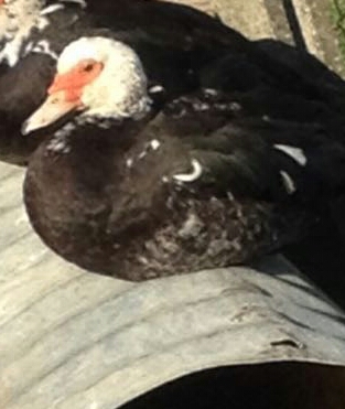 IMG-20160203-WA0005-1.jpg IMG-20160203-WA0005-1.jpg