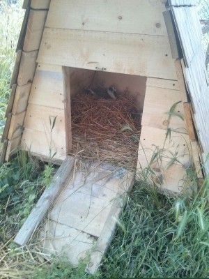 Qui si vede in cova... / cova rid.jpg cova rid.jpg