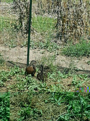 IMG_20160621_151558563.jpg (235.15 KiB) Osservato 659 volte IMG_20160621_151558563.jpg