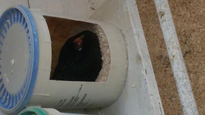 20160311_115914.jpg (47.68 KiB) Osservato 702 volte 20160311_115914.jpg