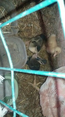 _IMG_000000_000000.jpg (75.81 KiB) Osservato 801 volte _IMG_000000_000000.jpg