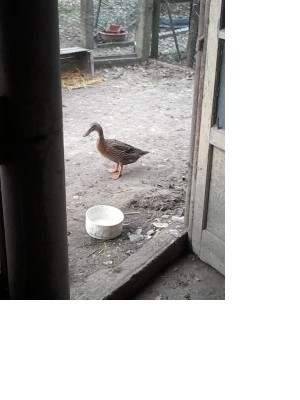 20170117_121500.jpg (142.3 KiB) Osservato 650 volte 20170117_121500.jpg