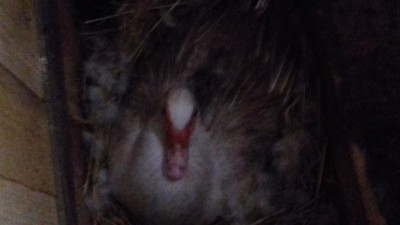 20170129_150241.jpg (43.67 KiB) Osservato 817 volte 20170129_150241.jpg