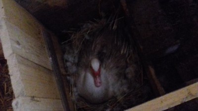 20170129_150258.jpg (49.35 KiB) Osservato 817 volte 20170129_150258.jpg