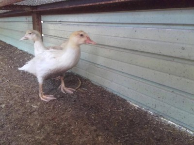 DK1.jpg (91.37 KiB) Osservato 663 volte DK1.jpg