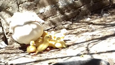 20170528_142420.jpg (100.1 KiB) Osservato 560 volte 20170528_142420.jpg