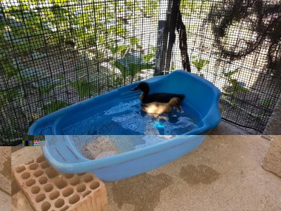 La piscina / 20170706_111731.jpg 20170706_111731.jpg