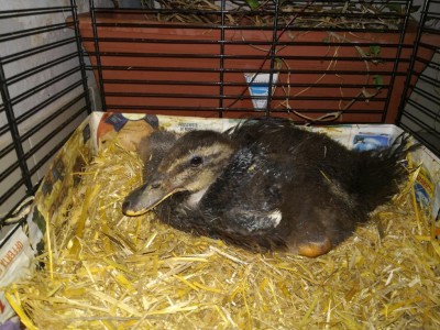 14998860530371731162029.jpg (145.97 KiB) Osservato 1030 volte 14998860530371731162029.jpg