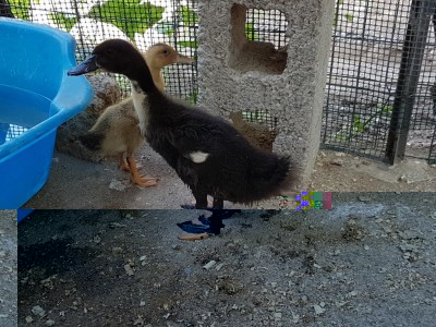 20170714_103441.jpg (183.06 KiB) Osservato 618 volte 20170714_103441.jpg
