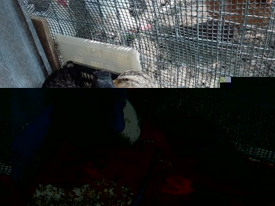 20170803_160415.jpg (221.3 KiB) Osservato 621 volte 20170803_160415.jpg