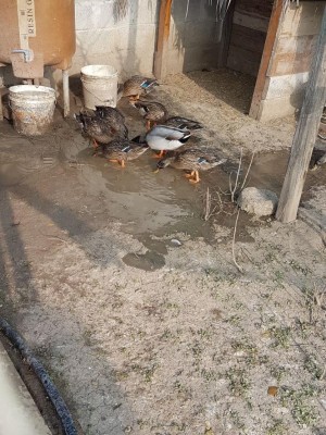 20171021_094045.jpg (187.6 KiB) Osservato 1019 volte 20171021_094045.jpg