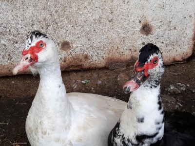 20180328_134802.jpg (154.27 KiB) Osservato 856 volte 20180328_134802.jpg