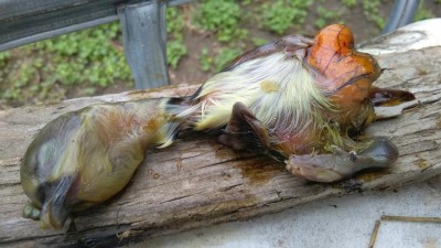Cignoide Oca (Anser cygnoides) _123707.jpg (94.62 KiB) Osservato 688 volte Cignoide Oca (Anser cygnoides) _123707.jpg