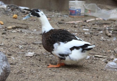 IMG_20180605_134728.jpg (105.22 KiB) Osservato 1580 volte IMG_20180605_134728.jpg