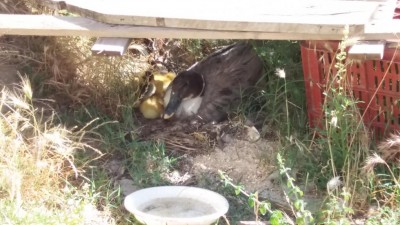 20170626_092033.jpg (96.85 KiB) Osservato 1551 volte 20170626_092033.jpg