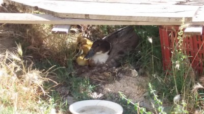 20170626_092037.jpg (95.77 KiB) Osservato 1551 volte 20170626_092037.jpg