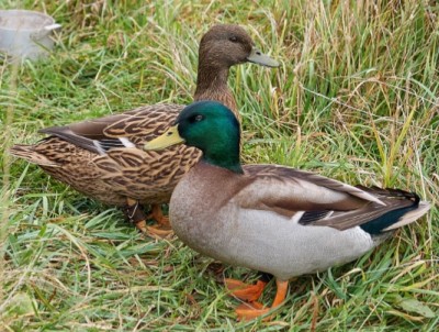 ED97C3F7-101C-4ED7-ADE2-07D951129464.jpeg (391.59 KiB) Osservato 557 volte ED97C3F7-101C-4ED7-ADE2-07D951129464.jpeg