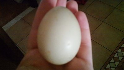 Immagine 029.jpg (102.96 KiB) Osservato 2059 volte Immagine 029.jpg