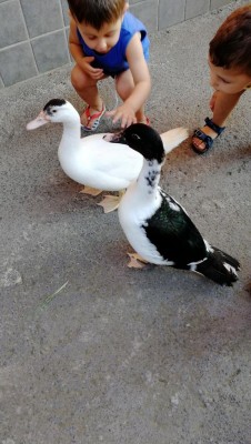 Hanno 3 mesi / IMG-20190628-WA0005.jpeg IMG-20190628-WA0005.jpeg
