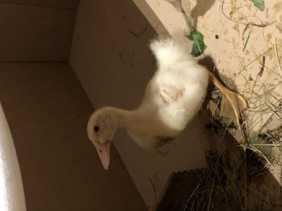 8DDA4D7B-4167-4B85-8D44-2C505731438F.jpeg (63.53 KiB) Osservato 537 volte 8DDA4D7B-4167-4B85-8D44-2C505731438F.jpeg