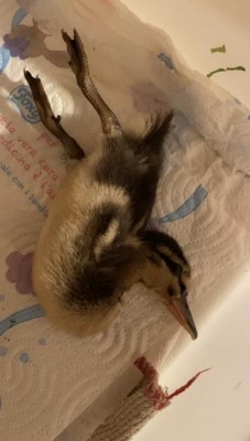 crisi.jpg (52.74 KiB) Osservato 891 volte crisi.jpg