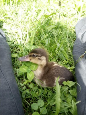 IMG_20200617_103210.jpg (138.66 KiB) Osservato 589 volte IMG_20200617_103210.jpg