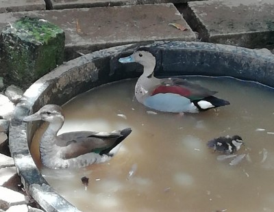 finalmente dopo covate di uova non fecondate, è nato un anatroccolo di alzavola brasiliana, speriamo che l' evento si ripeta l' anno prossimo con i fischioni cileni / anatroccolo 2020.jpg anatroccolo 2020.jpg