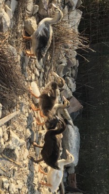 4673BFFE-C26A-47DB-8BAA-7D6C22A73E8C.jpeg (130.92 KiB) Osservato 651 volte 4673BFFE-C26A-47DB-8BAA-7D6C22A73E8C.jpeg