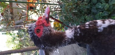 IMG-20200818-WA0068.jpeg (103.59 KiB) Osservato 734 volte IMG-20200818-WA0068.jpeg