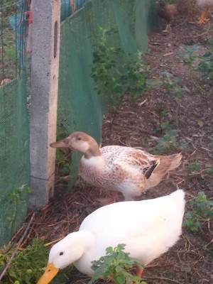 IMG_20200806_075122.jpg (100.96 KiB) Osservato 671 volte IMG_20200806_075122.jpg